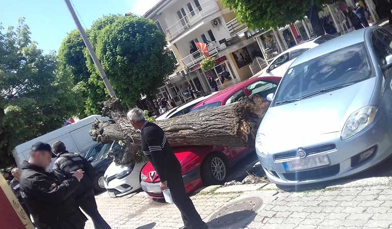 Фото: Дрво згази два автомобили на паркинг во Охрид